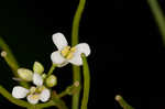 Garlic mustard